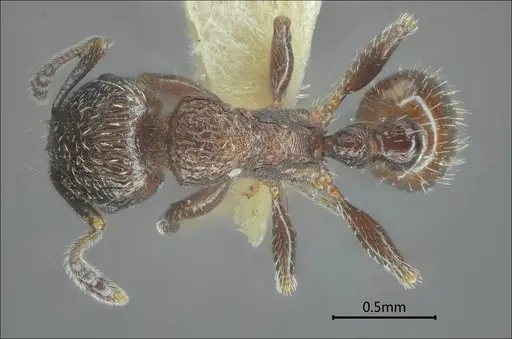 Tetramorium yulongense specimen ANTWEB1060608 image antweb1060608_1