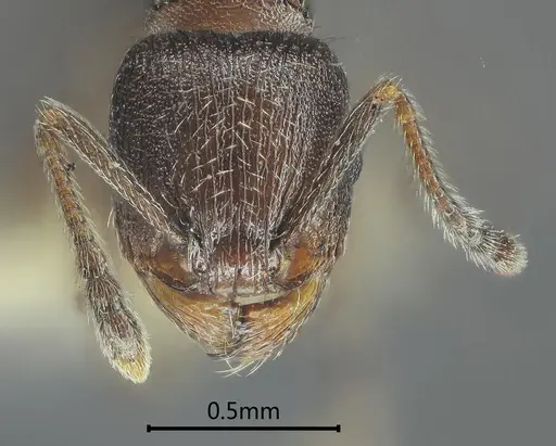 Tetramorium yulongense specimen ANTWEB1060608 image antweb1060608_2