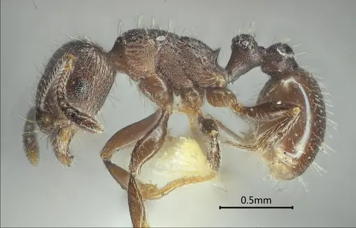 Tetramorium yulongense specimen ANTWEB1060608 image antweb1060608_3