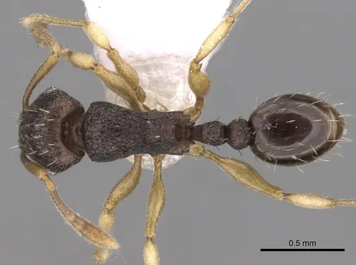 Tetramorium zambezium specimen CASENT0217211 image casent0217211_1