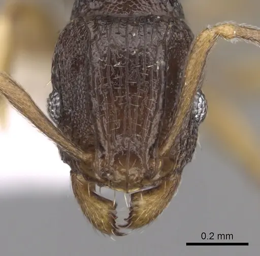 Tetramorium zambezium specimen CASENT0217211 image casent0217211_2
