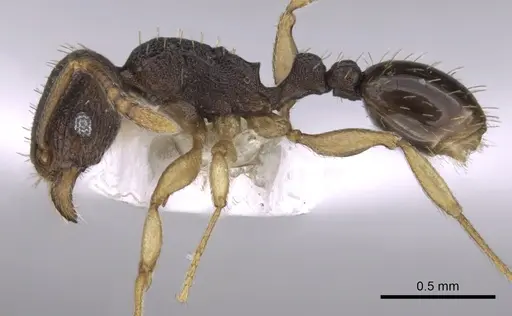 Tetramorium zambezium specimen CASENT0217211 image casent0217211_3