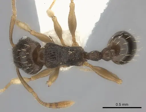 Tetramorium zambezium specimen CASENT0217981 image casent0217981_1