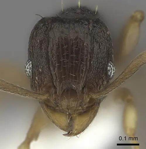 Tetramorium zambezium specimen CASENT0217981 image casent0217981_2