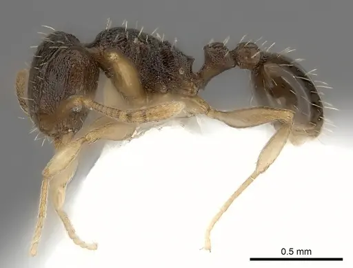 Tetramorium zambezium specimen CASENT0217981 image casent0217981_3