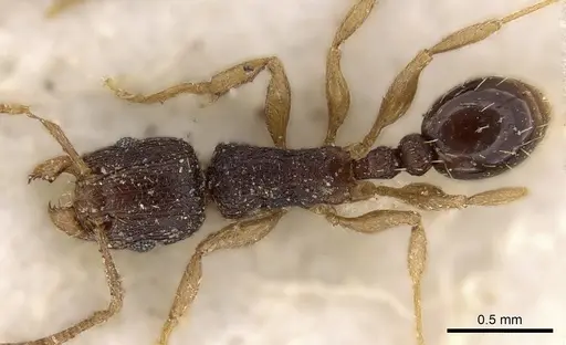 Tetramorium zambezium specimen CASENT0280859 image casent0280859_1