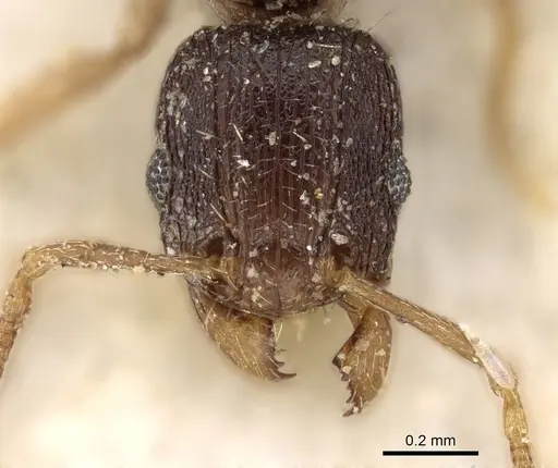Tetramorium zambezium specimen CASENT0280859 image casent0280859_2