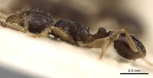 Tetramorium zambezium specimen CASENT0280859 image casent0280859_3