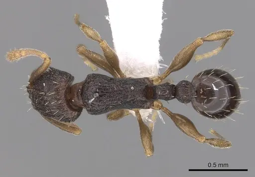 Tetramorium zambezium specimen CASENT0316954 image casent0316954_1