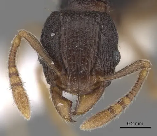 Tetramorium zambezium specimen CASENT0316954 image casent0316954_2