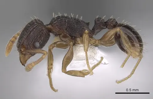 Tetramorium zambezium specimen CASENT0316954 image casent0316954_3