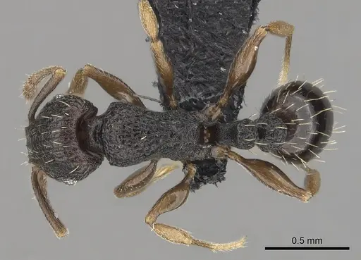 Tetramorium zambezium specimen CASENT0316956 image casent0316956_1