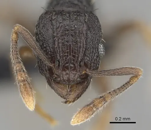 Tetramorium zambezium specimen CASENT0316956 image casent0316956_2