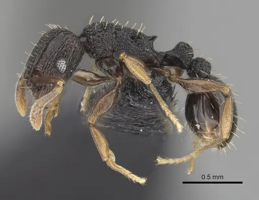 Tetramorium zambezium specimen CASENT0316956 image casent0316956_3
