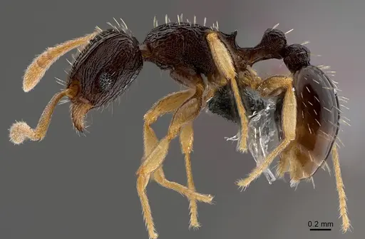 Tetramorium zambezium specimen CASENT0367033 image casent0367033_1