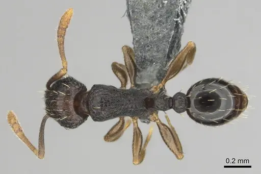 Tetramorium zambezium specimen CASENT0815682 image casent0815682_1