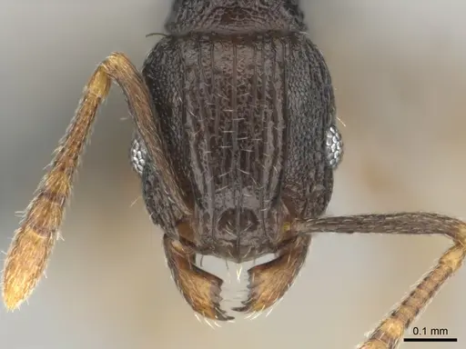 Tetramorium zambezium specimen CASENT0815682 image casent0815682_2