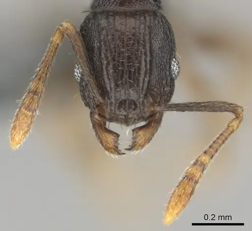 Tetramorium zambezium specimen CASENT0815682 image casent0815682_3