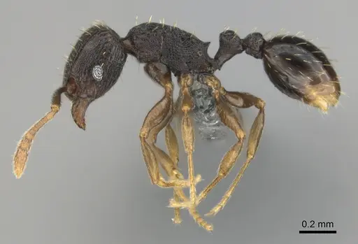 Tetramorium zambezium specimen CASENT0815682 image casent0815682_4