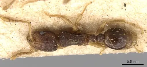 Tetramorium zambezium specimen CASENT0906142 image casent0906142_1