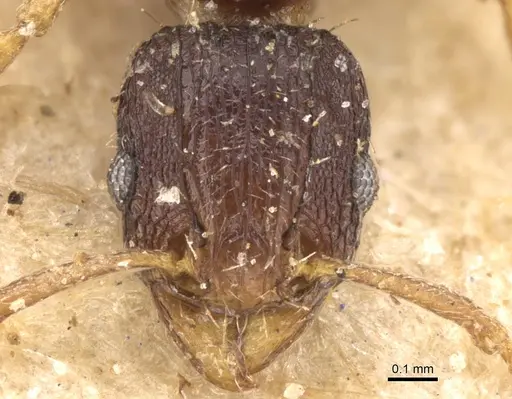 Tetramorium zambezium specimen CASENT0906142 image casent0906142_2