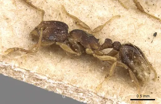 Tetramorium zambezium specimen CASENT0906142 image casent0906142_3