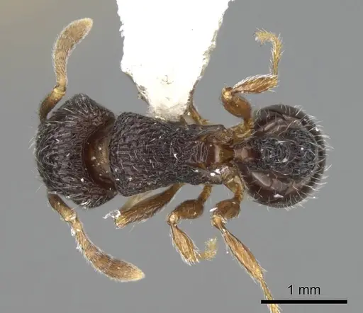 Tetramorium zapyrum specimen ANTWEB1025000 image antweb1025000_1