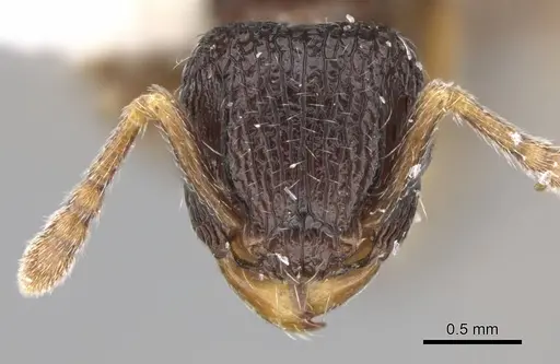 Tetramorium zapyrum specimen ANTWEB1025000 image antweb1025000_2