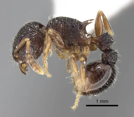 Tetramorium zapyrum specimen ANTWEB1025000 image antweb1025000_3