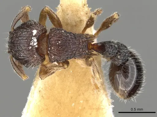 Tetramorium zapyrum specimen CASENT0901176 image casent0901176_1