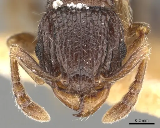 Tetramorium zapyrum specimen CASENT0901176 image casent0901176_2