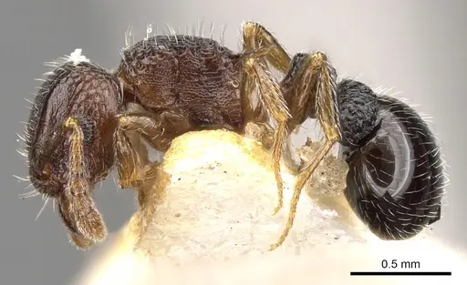Tetramorium zapyrum specimen CASENT0901176 image casent0901176_3