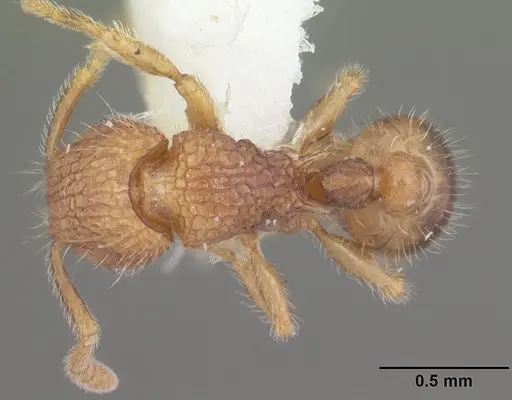 Tetramorium zenatum specimen CASENT0102355 image casent0102355_1