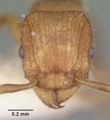Tetramorium zenatum specimen CASENT0102355 image casent0102355_2