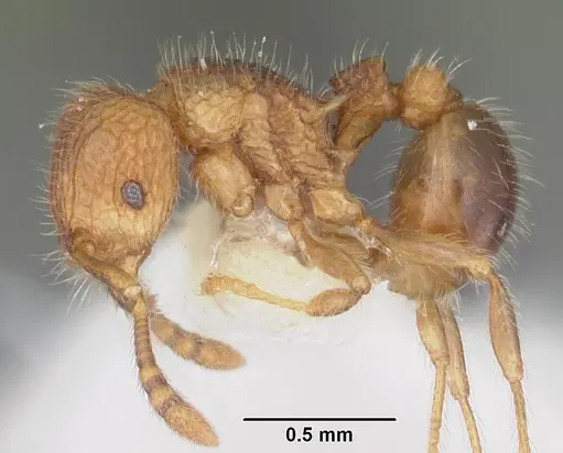 Tetramorium zenatum specimen CASENT0102355 image casent0102355_3