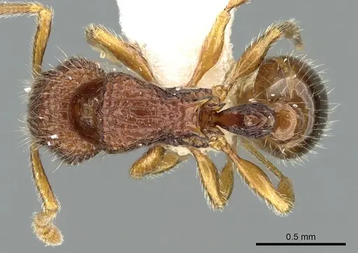 Tetramorium zenatum specimen CASENT0344941 image casent0344941_1