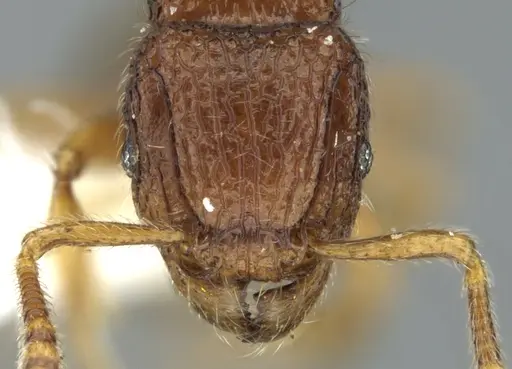 Tetramorium zenatum specimen CASENT0344941 image casent0344941_2