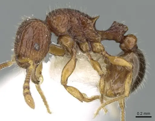 Tetramorium zenatum specimen CASENT0344941 image casent0344941_3