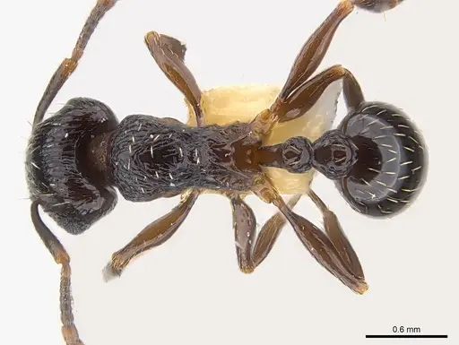 Tetramorium zonacaciae specimen CASENT0217065 image casent0217065_1