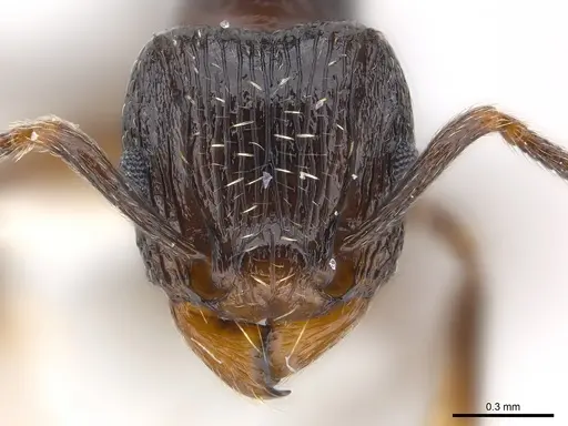 Tetramorium zonacaciae specimen CASENT0217065 image casent0217065_2