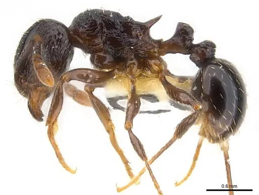Tetramorium zonacaciae specimen CASENT0217065 image casent0217065_3