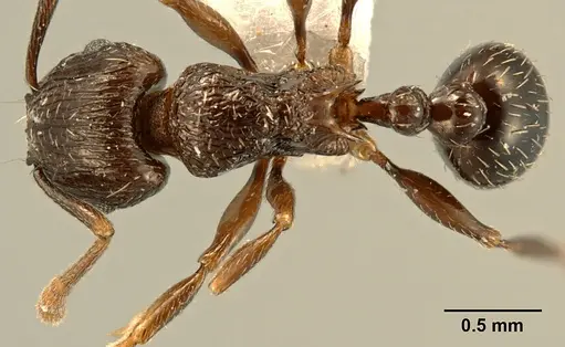 Tetramorium zonacaciae specimen ZFMKHYM20096085 image zfmkhym20096085_1