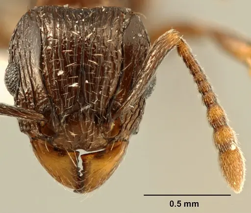 Tetramorium zonacaciae specimen ZFMKHYM20096085 image zfmkhym20096085_2