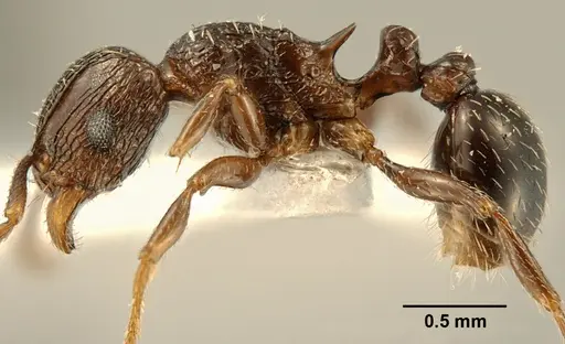 Tetramorium zonacaciae specimen ZFMKHYM20096085 image zfmkhym20096085_3
