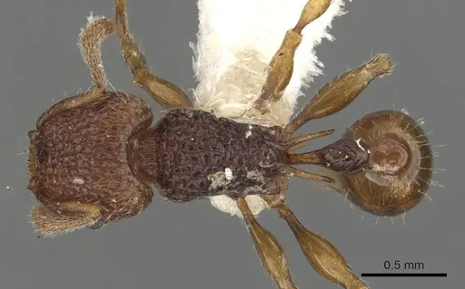 Tetramorium zypidum specimen CASENT0901098 image casent0901098_1