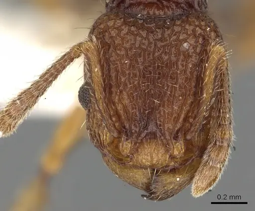 Tetramorium zypidum specimen CASENT0901098 image casent0901098_2