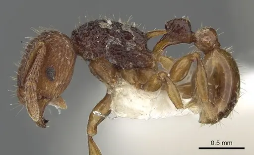 Tetramorium zypidum specimen CASENT0901098 image casent0901098_3