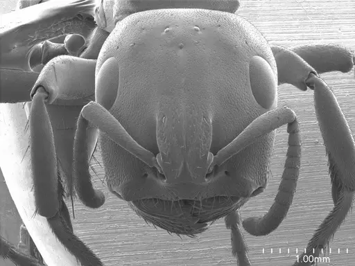 Tetraponera aethiops specimen ANTWEB1008595 image antweb1008595_2