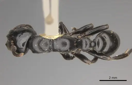 Tetraponera aethiops specimen CASENT0217585 image casent0217585_1