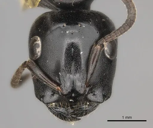 Tetraponera aethiops specimen CASENT0217585 image casent0217585_2